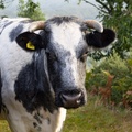 Conservation Cow - r70635