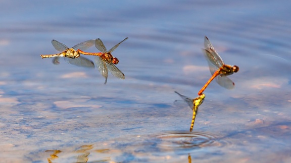 Common Darter Dragonflies - r71322