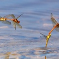 dragonflies-s150600-g-r1322-Enhanced-RD-NR.jpg