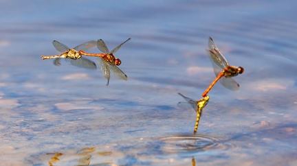 Common Darter Dragonflies - r71322