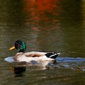 Mallard Duck in Reflection - r71332