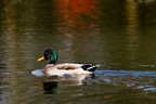 Mallard Duck in Reflection - r71332