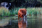 Cow in Pond - r71866
