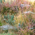 heathland-flora-r72257-g-Enhanced-RD-NR.jpg