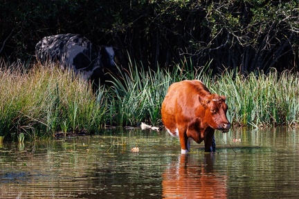 Cow in Pond - r71873