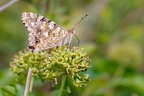 Painted Lady on Ivy - pk111275
