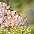 Painted Lady on Ivy - pk111281