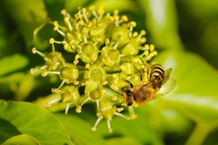 Ivy Bee on Ivy Flowers - pk111042