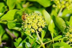 Ivy Bee on Ivy Flowers - pk111036