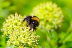 Bumblebee on Ivy Flowers - pk111167