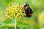 Bumblebee on Ivy Flowers - pk111288