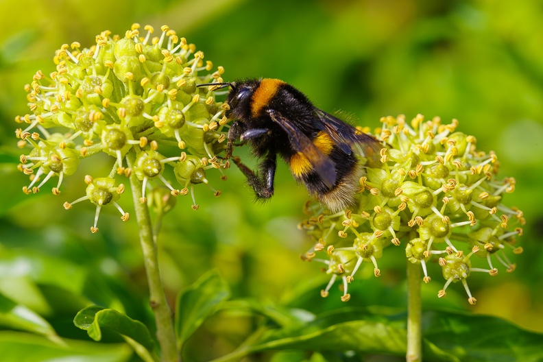 bumblebee-irix150-pk111332-Enhanced-g-RD-NR.jpg