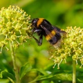 Bumblebee on Ivy Flowers - pk111332
