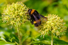 Bumblebee on Ivy Flowers - pk111333