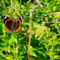 Red Admiral on Ivy - pk111361