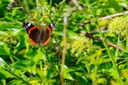 Red Admiral on Ivy - pk111361