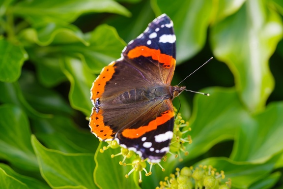 Red Admiral on Ivy - pk111093