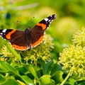 Red Admiral on Ivy - pk111299