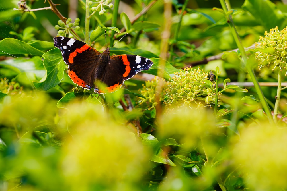 Red Admiral on Ivy - pk111354