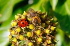 Ivy Bee and 7 Spot Ladybird sharing Ivy - r73236