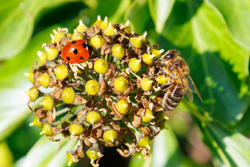 Honey Bee and 7 Spot Ladybird Sharing Ivy - r73340
