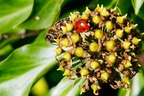 Honey Bee and 7 Spot Ladybird Sharing Ivy