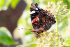 Red Admiral on Ivy - r73394