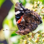 Red Admiral on Ivy - r73398