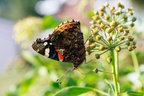 Red Admiral on Ivy - r73407