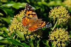 Painted Lady - r72720