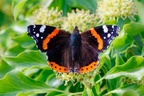Red Admiral on Ivy - r72886