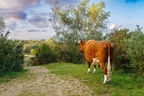 Cow Taking in the View - pk111615
