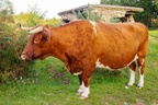 Cow Golden Hour - pk111624