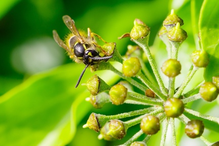 Common Wasp on Ivy - pk111387