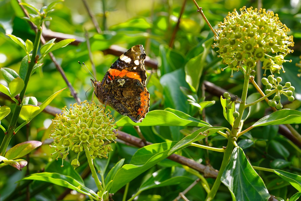 Red Admiral on Autumn Flowering Ivy - pk111403