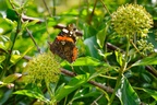 Red Admiral on Autumn Flowering Ivy - pk111403