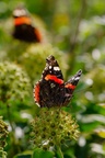 Red Admiral on Autumn Flowering Ivy - pk111515