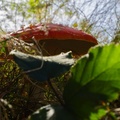 Fly Agaric Worms Eye View - pk111706