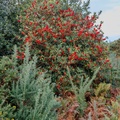 Red Berries on Holly - r73790