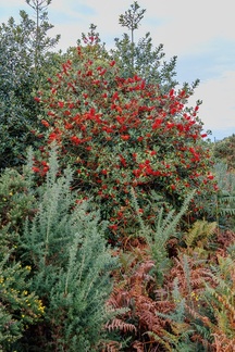 Red Berries on Holly - r73790