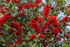 Red Berries on Holly - r73810
