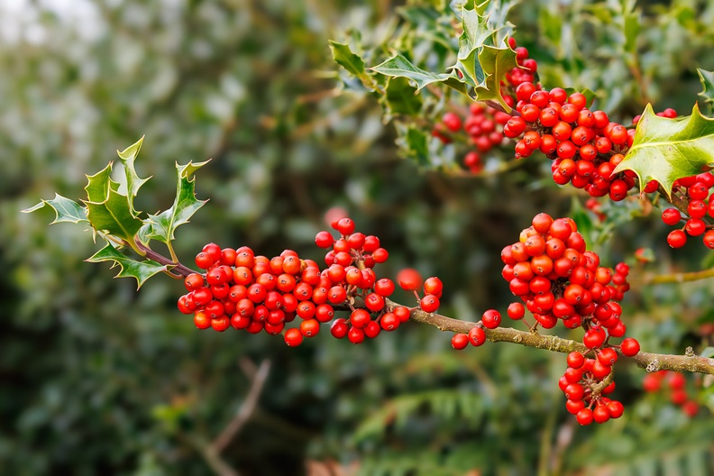 Red Berries on Holly - r73797