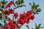 Red Berries on Holly - r73804