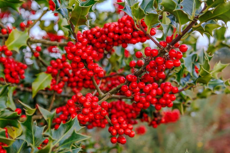 Red Berries on Holly - r73807