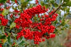 Red Berries on Holly - r73807