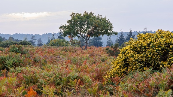 Autumn Heathland Landscape - r73861
