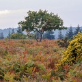 Autumn Heathland Landscape - r73861