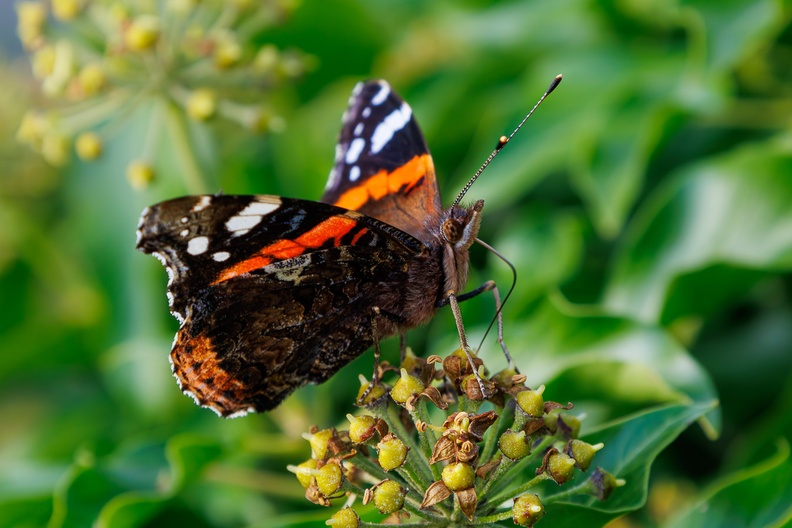Red Admiral on Autumn Flowering Ivy - 73484