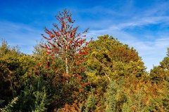 Colourful Autumn Heathland Foilage - r73979