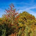 Colourful Autumn Heathland Foilage - r73979